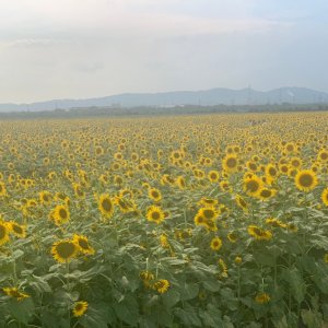 道の駅 笠岡ベイファーム