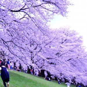 背割り堤