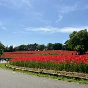 昭和公園