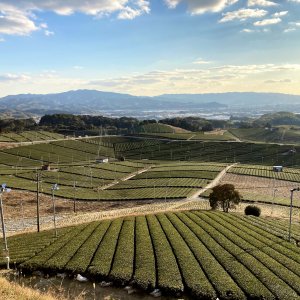 八女中央大茶園