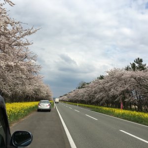 大潟村 菜の花ロード