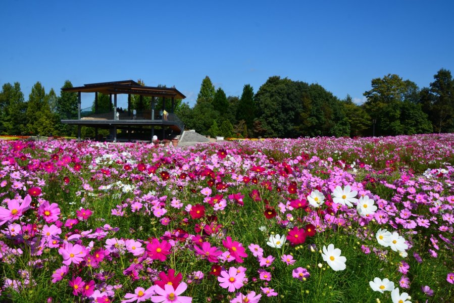 国営備北丘陵公園