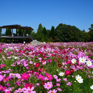 国営備北丘陵公園