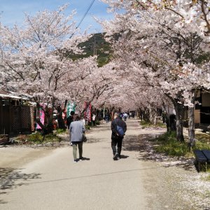 秋月城跡