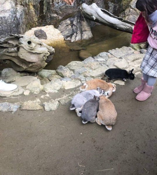 わんぱく動物園