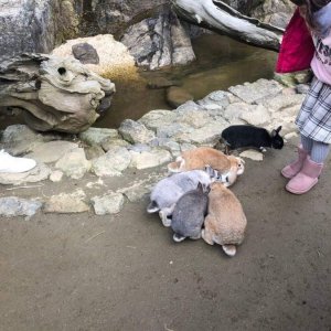 わんぱく動物園