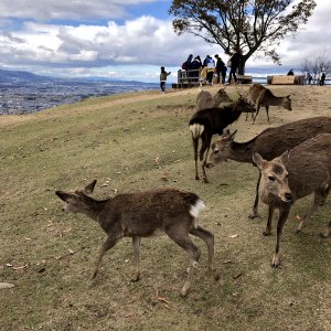 若草山