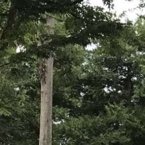 大池公園
