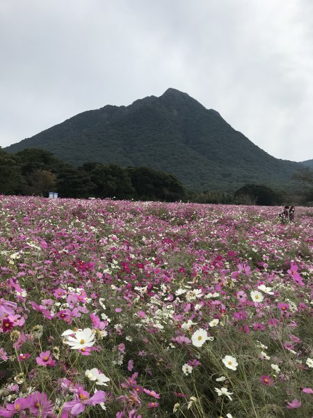 しまばら火張山花公園