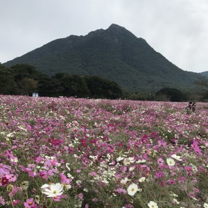 しまばら火張山花公園