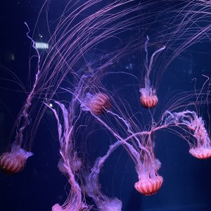 京都水族館