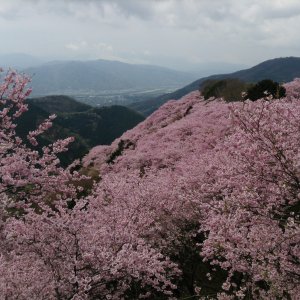 八百萬神之御殿