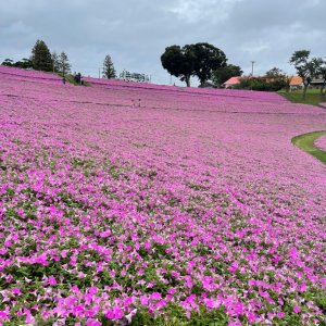 マザー牧場