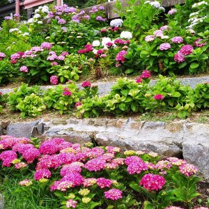 形原温泉　あじさいの里