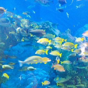 鳥羽水族館