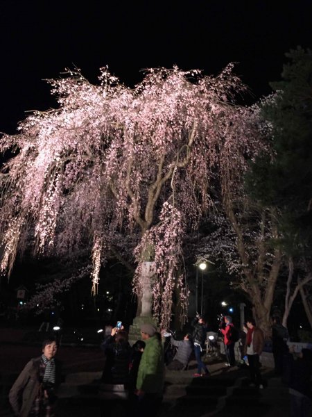 高田城址公園