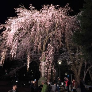 高田城址公園