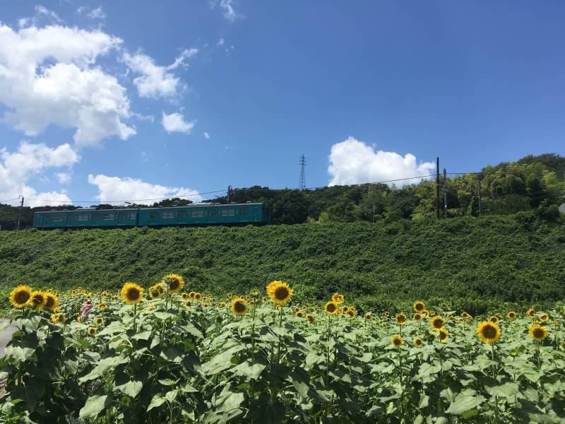 ひまわり園