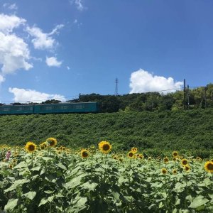 ひまわり園