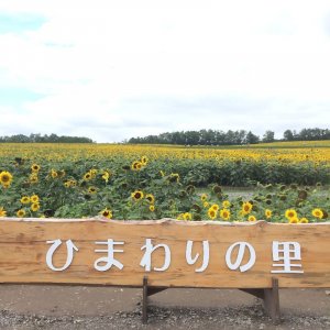 ひまわりの里