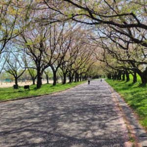 川越水上公園