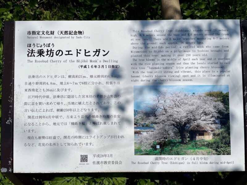 法乗坊の種蒔き桜