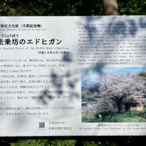 法乗坊の種蒔き桜