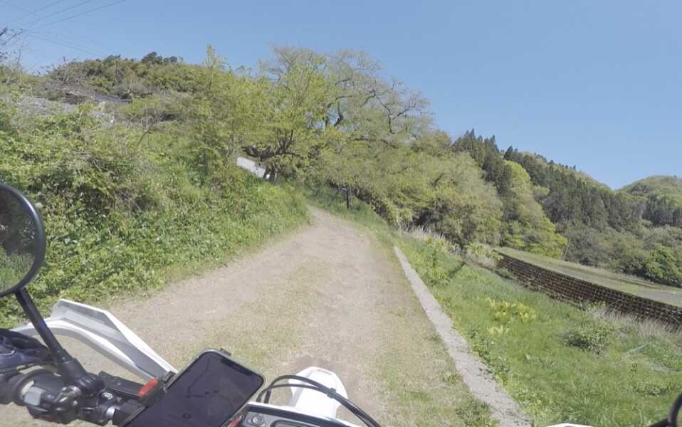 法乗坊の種蒔き桜
