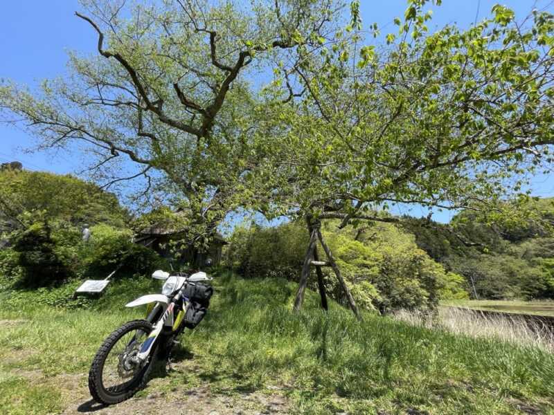 法乗坊の種蒔き桜