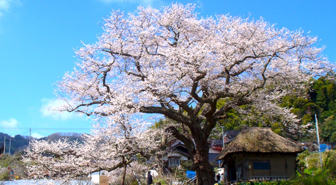 法乗坊の種蒔き桜