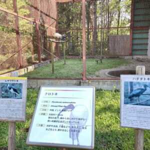 トキの森公園