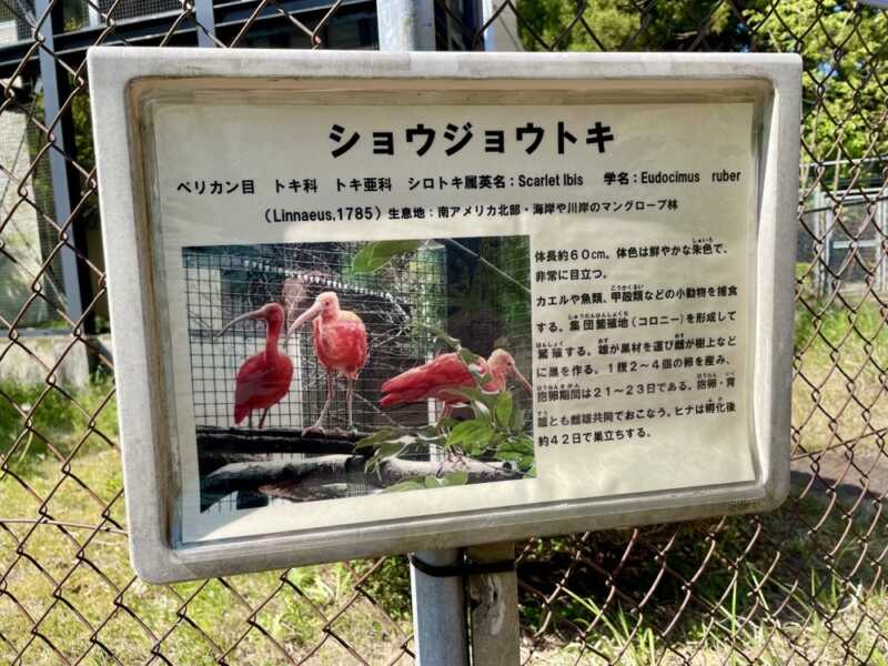トキの森公園