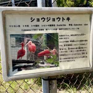 トキの森公園
