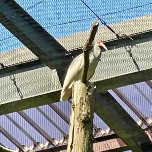 トキの森公園