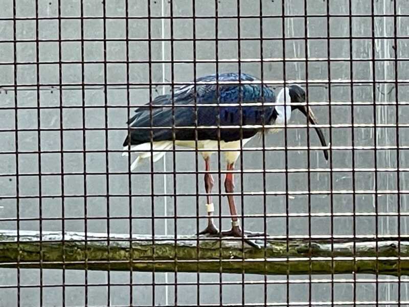 トキの森公園