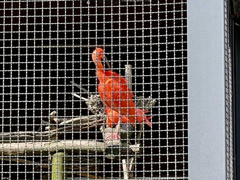 トキの森公園