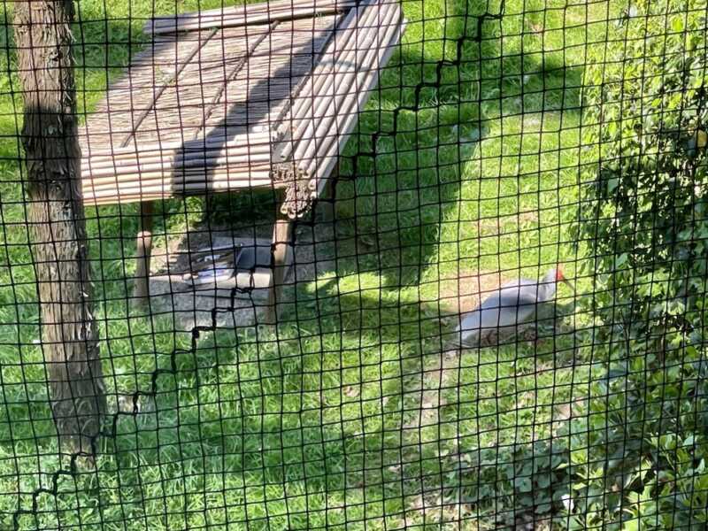 トキの森公園