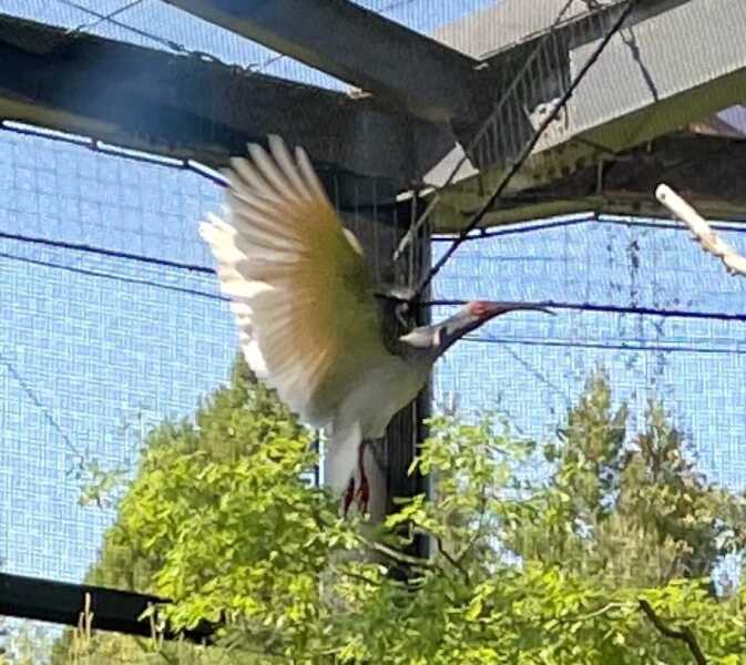 トキの森公園