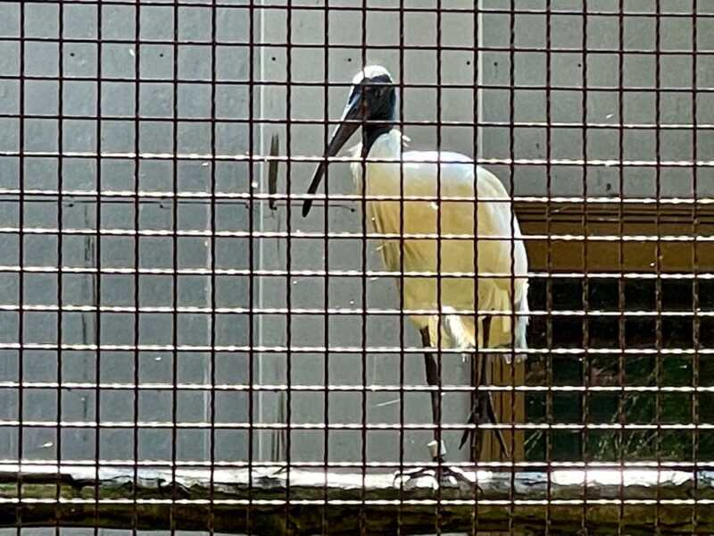 トキの森公園