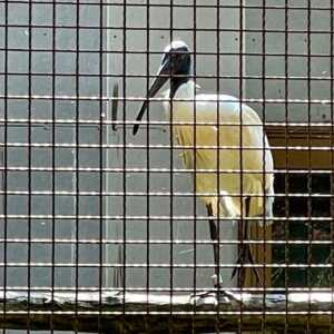 トキの森公園