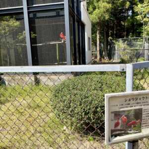 トキの森公園