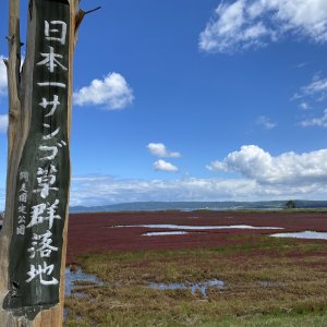 卯原内サンゴ草群落地