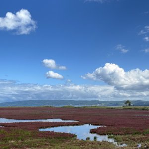 卯原内サンゴ草群落地