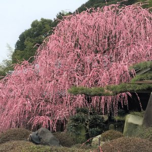 しだれ紅梅