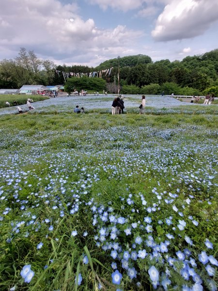 鼻高展望花の丘