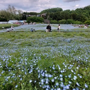 鼻高展望花の丘