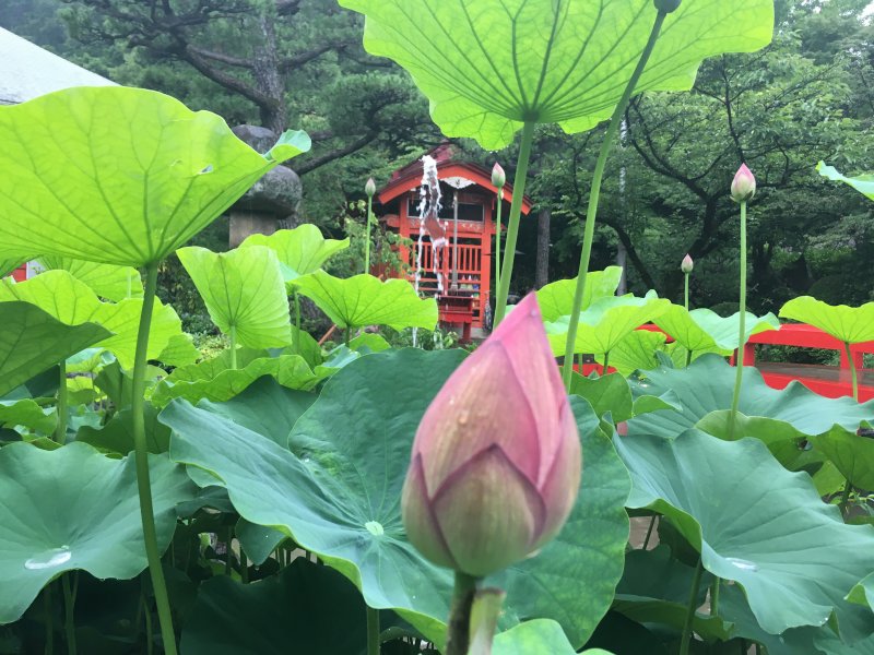 高幡不動尊