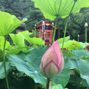 高幡不動尊