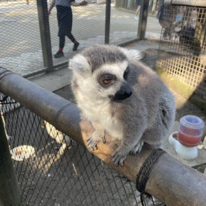 サユリワールド
