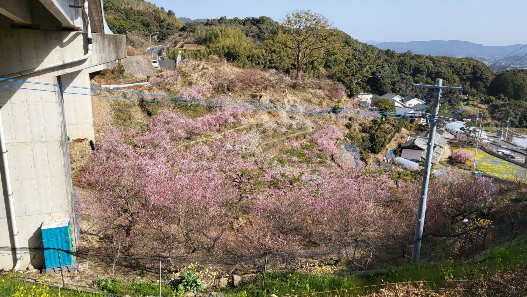 佐世保梅園